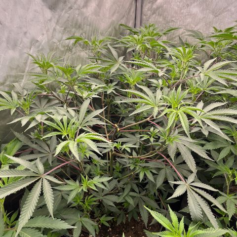 Lemon Shiznit Clone  growlog timeline photo
