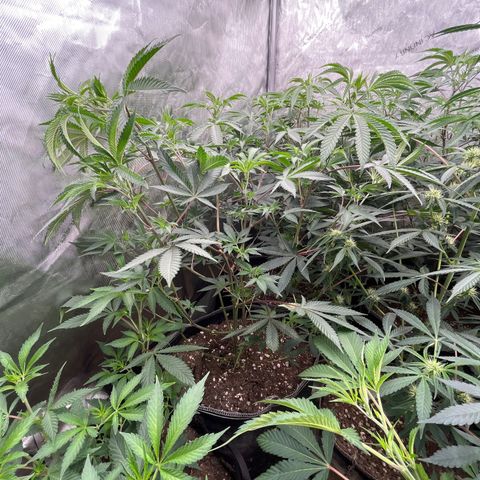 Lemon Shiznit Clone  growlog timeline photo