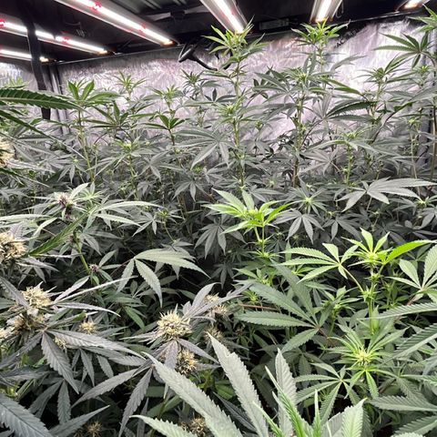 Lemon Shiznit Clone  growlog timeline photo