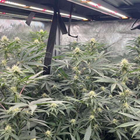Lemon Shiznit Clone  growlog timeline photo