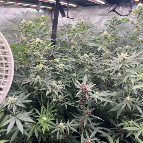 Lemon Shiznit Clone  growlog timeline photo