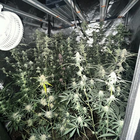 Lemon Shiznit Clone  growlog timeline photo