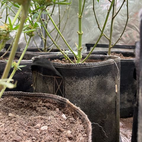 Lemon Shiznit Clone  growlog photo: Bottoms all shaved and looking great 