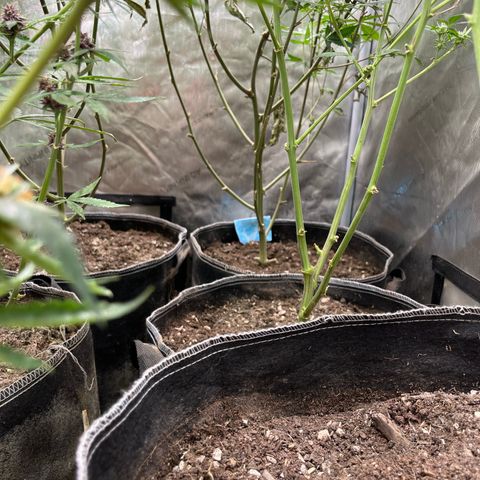 Lemon Shiznit Clone  growlog photo: Bottoms all shaved and looking great 