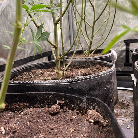 Lemon Shiznit Clone  growlog photo: Bottoms all shaved and looking great 
