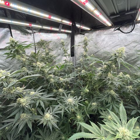 Lemon Shiznit Clone  growlog timeline photo