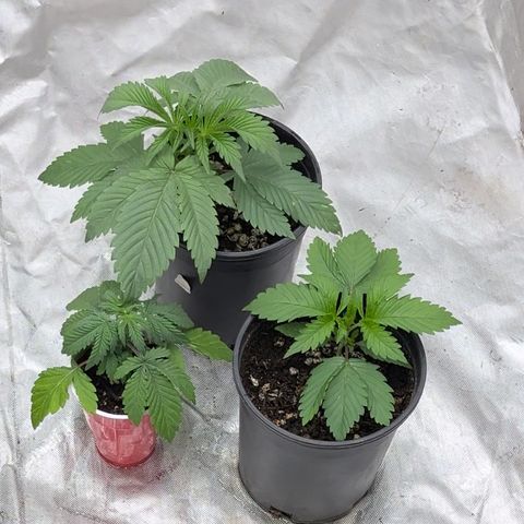 Chocolate Mimosa  growlog timeline photo