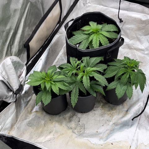 Thorsberry  growlog timeline photo