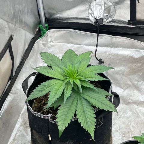 Thorsberry  growlog timeline photo