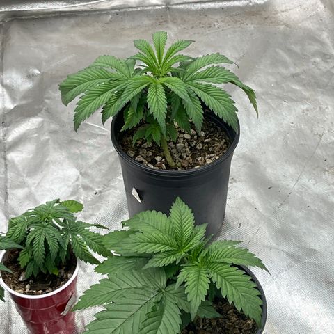 Chocolate Mimosa  growlog timeline photo