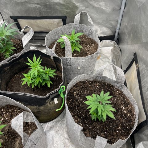 Chocolate Mimosa  growlog timeline photo