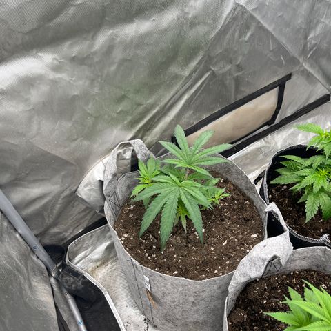 Thorsberry  growlog timeline photo