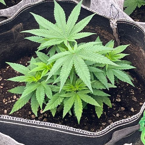 Chocolate Mimosa  growlog photo: Looking good 