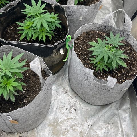 Chocolate Mimosa  growlog photo: Looking good 
