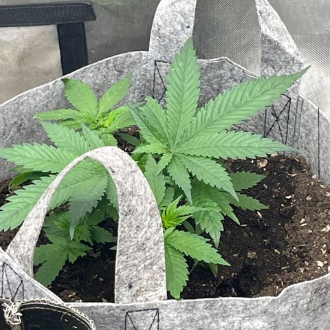 Chocolate Mimosa  growlog photo: Looking good 