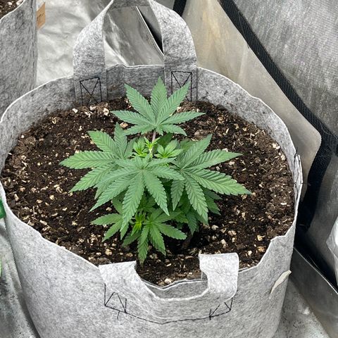 Chocolate Mimosa  growlog photo: Looking good 