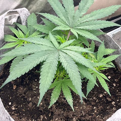 Thorsberry  growlog photo: Starting to kick up 