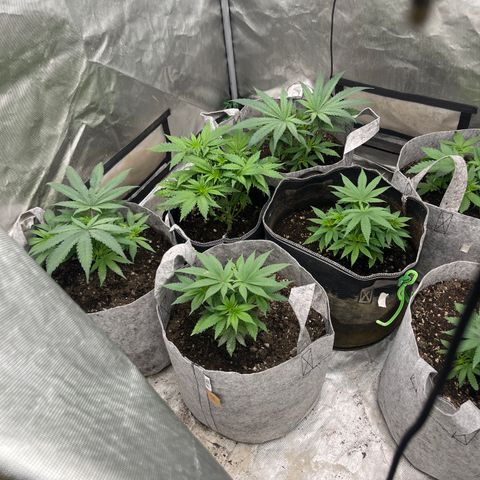 Thorsberry  growlog photo: Starting to kick up 