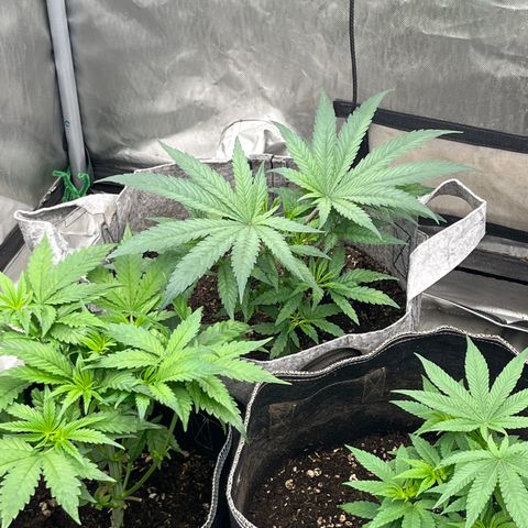Thorsberry  growlog photo: Starting to kick up 