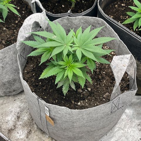 Thorsberry  growlog photo: Starting to kick up 