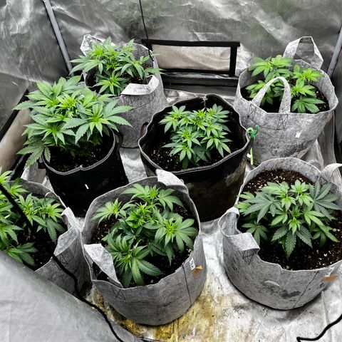 Thorsberry  growlog timeline photo