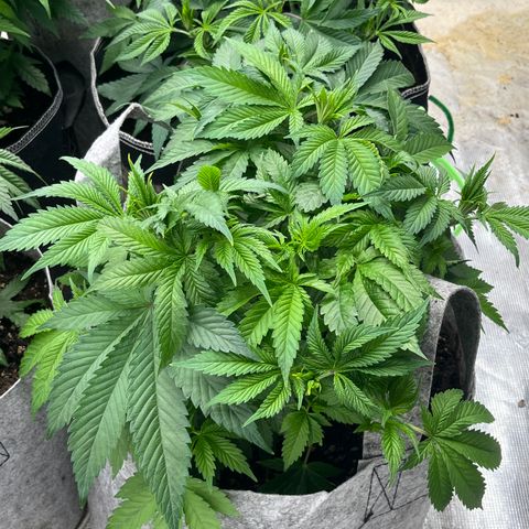 Chocolate Mimosa  growlog timeline photo