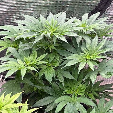 Chocolate Mimosa  growlog timeline photo