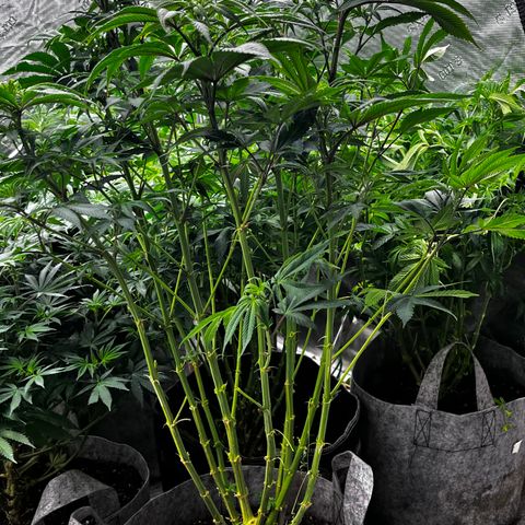Chocolate Mimosa  growlog timeline photo