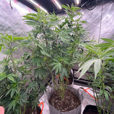 Chocolate Mimosa  growlog timeline photo