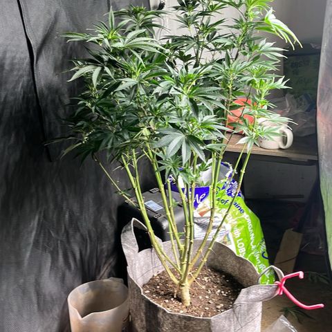 Thorsberry  growlog timeline photo
