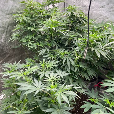 Chocolate Mimosa  growlog timeline photo