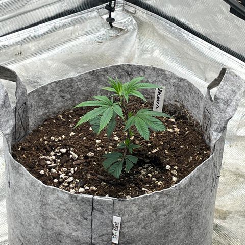 Specimen X  growlog timeline photo