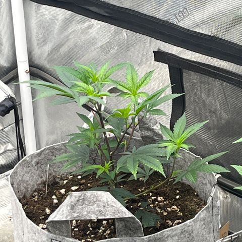 Specimen X  growlog timeline photo