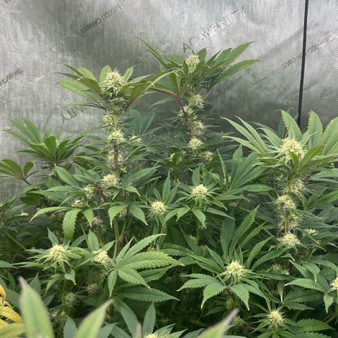Thorsberry  growlog photo: Looking nice 