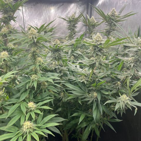 Thorsberry  growlog photo: Looking nice 