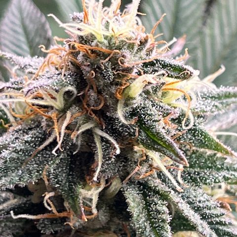 Chocolate Mimosa  growlog timeline photo