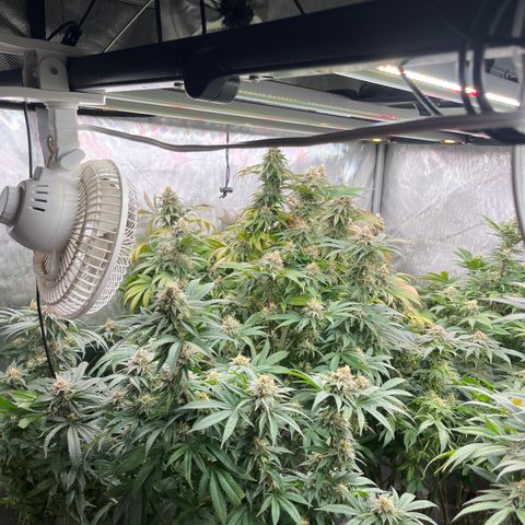 Chocolate Mimosa  growlog timeline photo