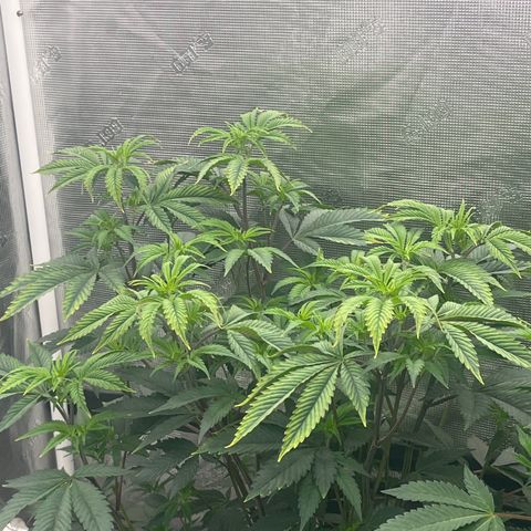Specimen X  growlog timeline photo