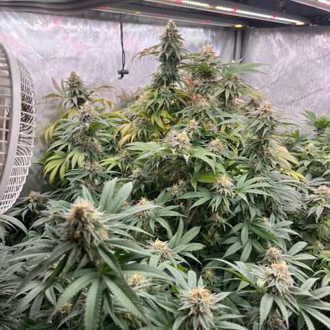 Chocolate Mimosa  growlog timeline photo