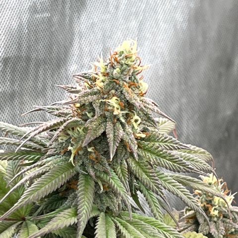 Chocolate Mimosa  growlog timeline photo