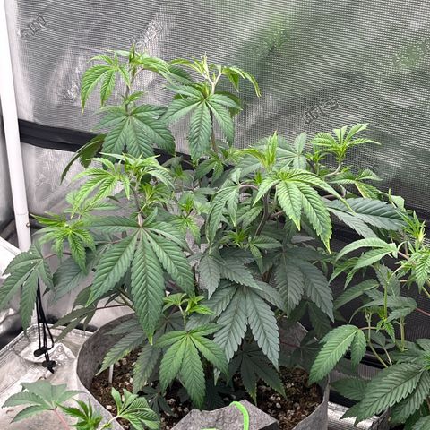 Specimen X  growlog timeline photo