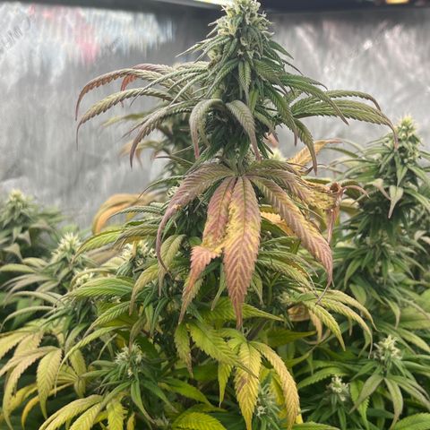 Chocolate Mimosa  growlog timeline photo