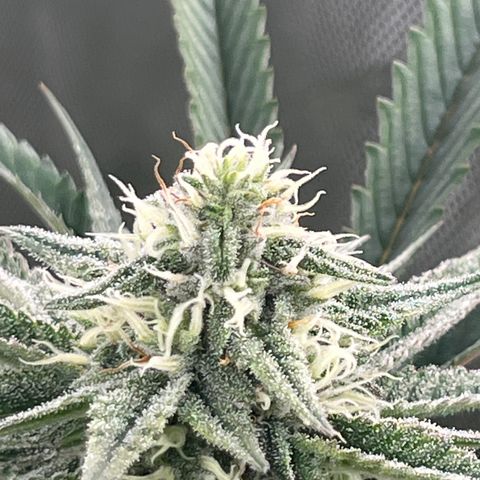 Thorsberry  growlog photo: Looking nice 