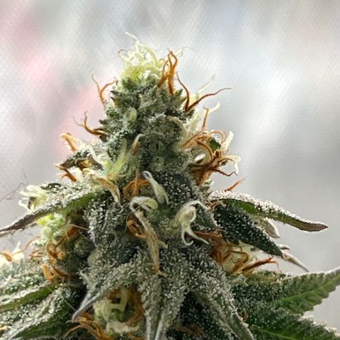 Chocolate Mimosa  growlog timeline photo