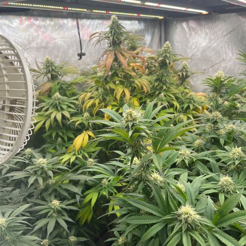 Chocolate Mimosa  growlog timeline photo