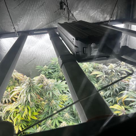 Chocolate Mimosa  growlog timeline photo