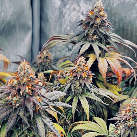 Chocolate Mimosa  growlog timeline photo