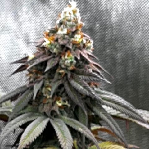 Chocolate Mimosa  growlog timeline photo