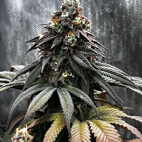 Chocolate Mimosa  growlog timeline photo