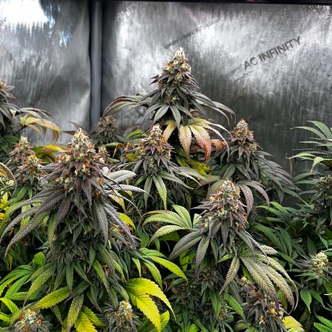 Chocolate Mimosa  growlog timeline photo
